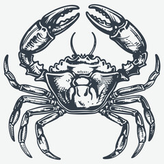 Snow crab vintage woodcut drawing vector