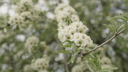 closeup of willow pear blossom