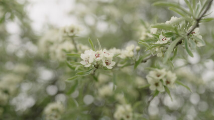 closeup of willow pear blossom