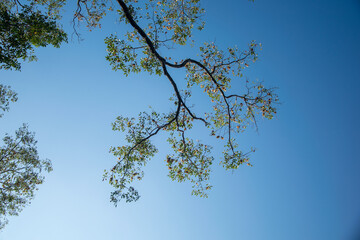 tree branches against blue sky