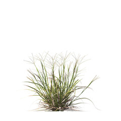 Enteropogon acicularis, Lindl, Lazarides, curly windmill grass, large windmill grass, bushes, shrubs, evergreen, small tree, bush, tree, big tree, light for daylight, easy to use, 3d render, isolated