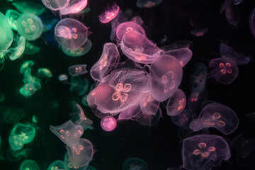 Jellyfish show their beauty Come out and play with the lights.