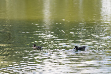 tufted duck on a water surface in summer