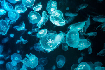 Jellyfish show their beauty Come out and play with the lights.