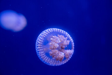 Jellyfish show their beauty Come out and play with the lights.