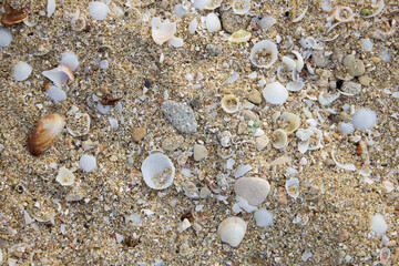 shells on the sand