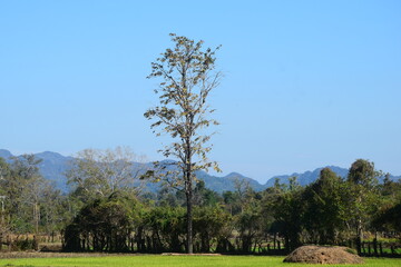 tree in the field