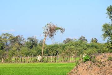 trees in the field
