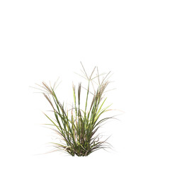 Enteropogon acicularis, Lindl, Lazarides, curly windmill grass, large windmill grass, bushes, shrubs, evergreen, small tree, bush, tree, big tree, light for daylight, easy to use, 3d render, isolated