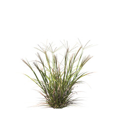 Enteropogon acicularis, Lindl, Lazarides, curly windmill grass, large windmill grass, bushes, shrubs, evergreen, small tree, bush, tree, big tree, light for daylight, easy to use, 3d render, isolated