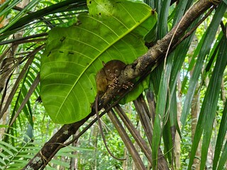 Monkey Sleeping in the Green Tree in Nature
