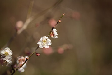 梅の花のアップ

