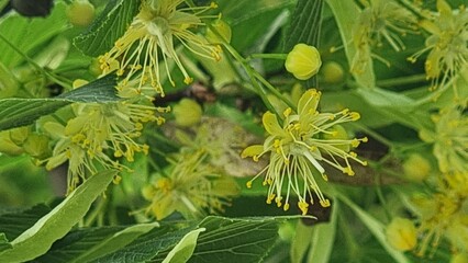 tilia herbal tree flowers in spring