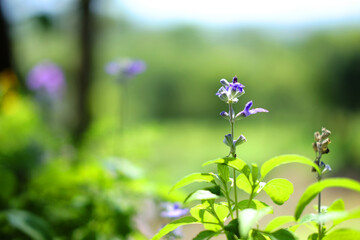 Blooming purple Salvia miltiorrhiza flower in garden. Copy space
