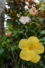 background flower