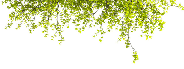leaves isolated on white