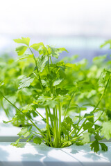 Young Chinese celery plant with Hydroponic system, organic farming, agriculture industry