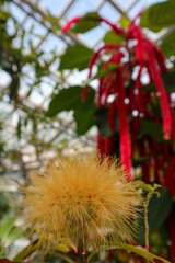 The background of the tropical plants in Sakura Konohana