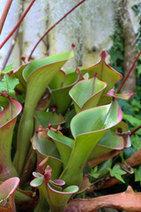 Obraz premium The background of the tropical plants in Sakura Konohana