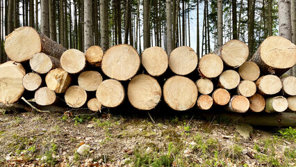 Stacked felled trees at a forest logging site