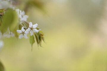桜の花のアップ
