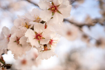 white blossoms almond spring, adorn tree branches under bright sunlight, marking the arrival of...