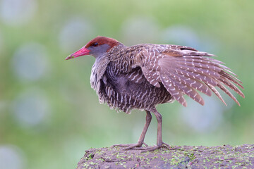 Slaty-breasted rail stretching its wings during rainning in midday, relaxing bird in nature