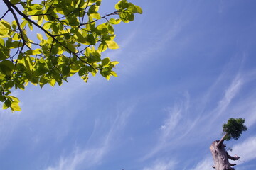 青空の一部に映り込んだ新緑（柿の木）