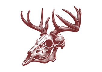 Animal skull vector illustration