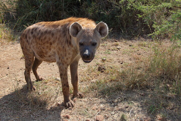 Tüpfelhyäne / Spotted hyaena / Crocuta crocuta