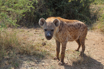 Tüpfelhyäne / Spotted hyaena / Crocuta crocuta