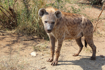 Tüpfelhyäne / Spotted hyaena / Crocuta crocuta