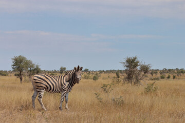 Obraz premium Steppenzebra / Burchell's zebra / Equus quagga burchellii