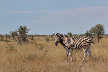 Naklejka premium Steppenzebra / Burchell's zebra / Equus quagga burchellii