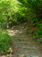 新緑に覆われた五月山の登山道