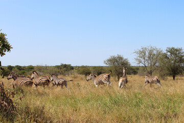 Steppenzebra / Burchell's zebra / Equus quagga burchellii.