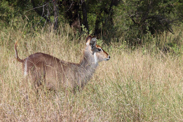 Obraz premium Wasserbock / Waterbuck / Kobus ellipsiprymnus..