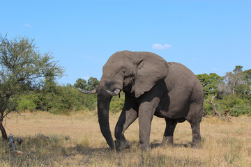 Obraz premium Afrikanischer Elefant / African elephant / Loxodonta africana