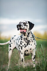 Portrait of a beautiful purebred Dalmatian on a field in summer.