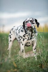 Portrait of a beautiful purebred Dalmatian on a field in summer.