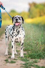 Portrait of a beautiful purebred Dalmatian on a field in summer.