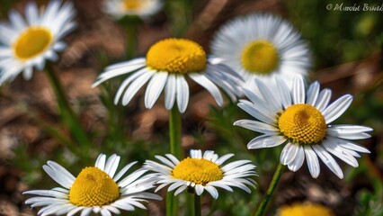 Obraz premium daisies in the garden