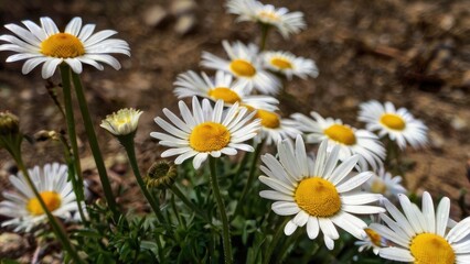 Obraz premium daisies in a field