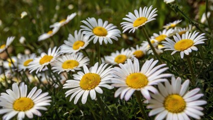 Fototapeta premium daisies in the garden