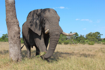 Fototapeta premium Afrikanischer Elefant / African elephant / Loxodonta africana