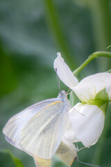 エンドウの花にとまり交尾するモンシロチョウ