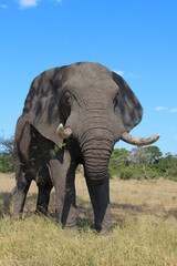 Fototapeta premium Afrikanischer Elefant / African elephant / Loxodonta africana
