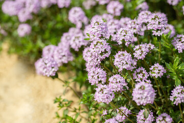 Pink winter savory (Satureja montana). Perennial culinary herb. Copy space.