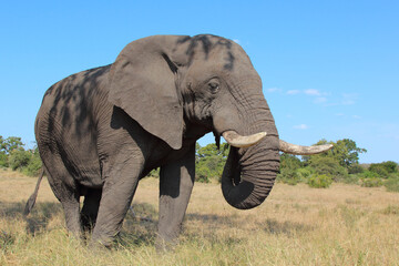 Fototapeta premium Afrikanischer Elefant / African elephant / Loxodonta africana