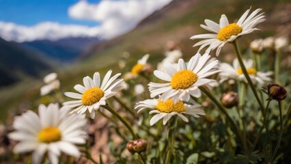 Fototapeta premium High Altitude Botanical Scenery